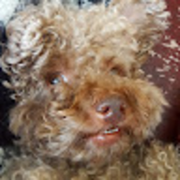 Meet your Posher, Liz - Picture 1 of 1